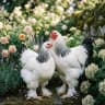 Ameraucana