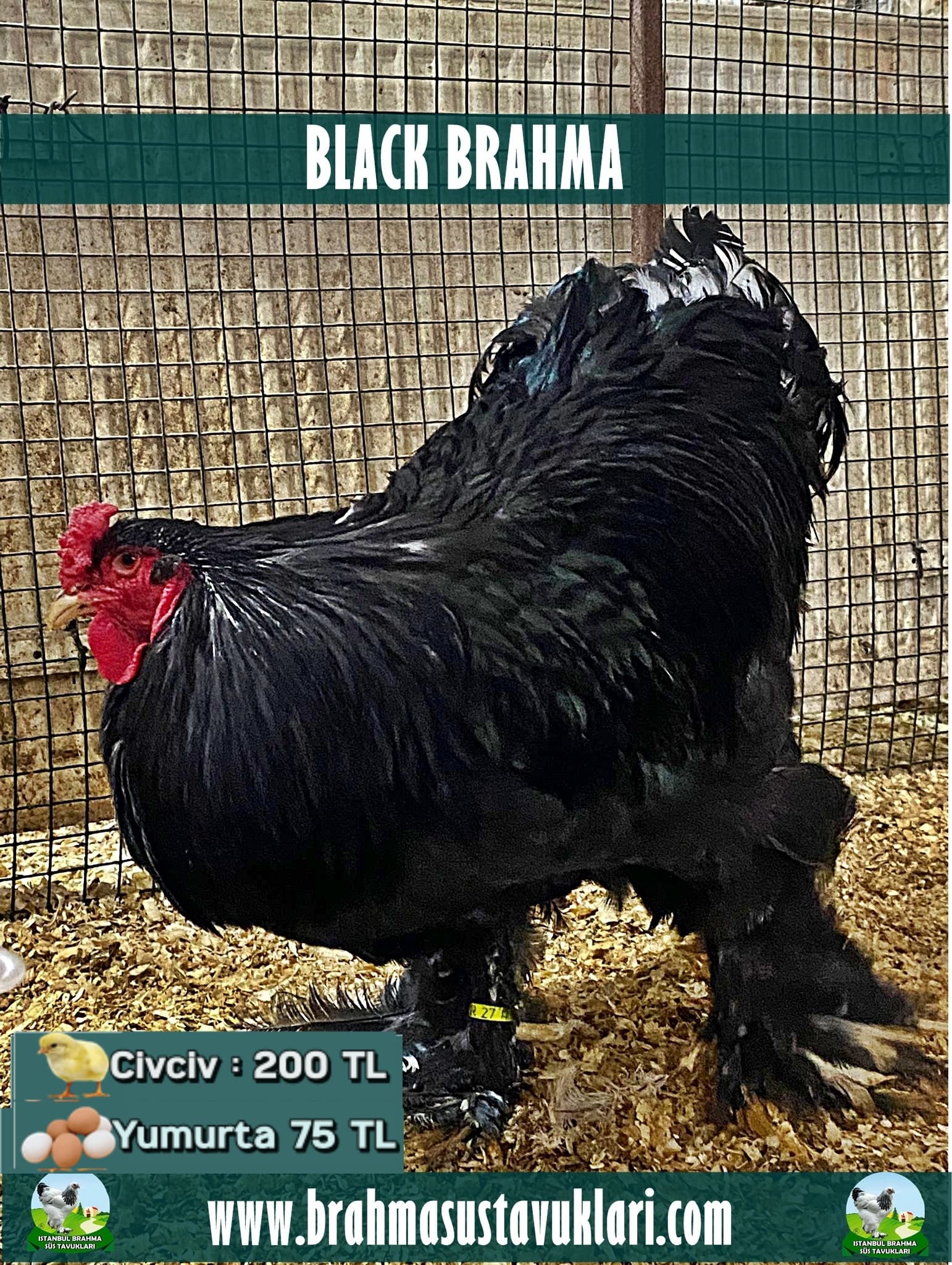 Black Brahma Kuluçkalık Yumurta