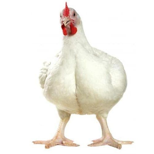 Et Tavuğu Özellikleri Nelerdir Et Tavukları