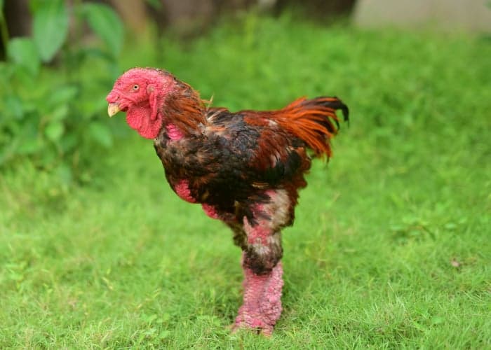 Dong Tao Ejderha Tavuğu Irkı