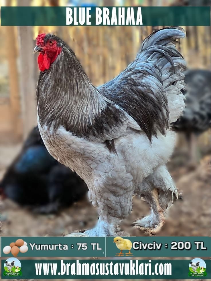 Blue Brahma Tavuk Özellikleri Nelerdir?