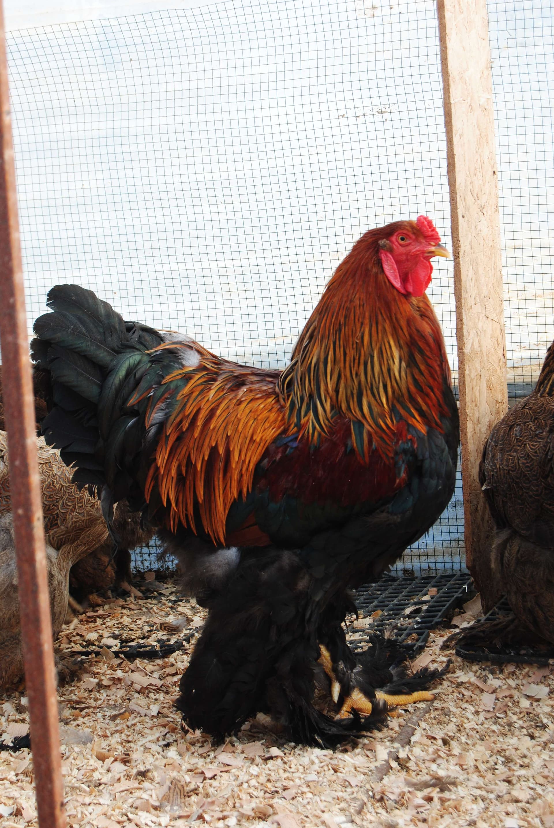 Brahma Horoz Özellikleri