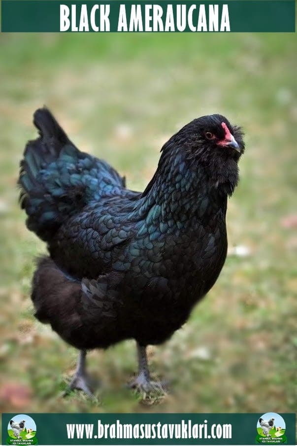 Black Ameraucana Tavuk Özellikleri