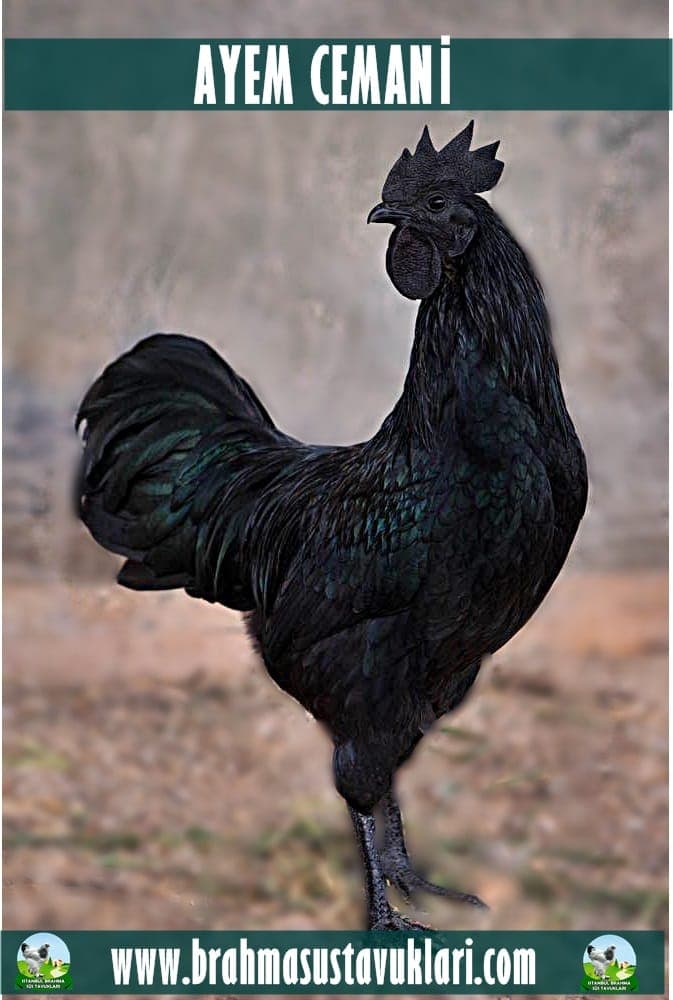 Ayam Cemani Kuluçkalık Yumurta