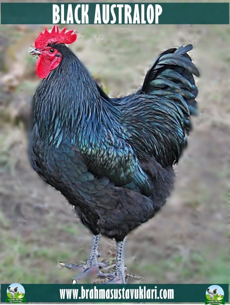 Black Australorp Tavuk Özellikleri