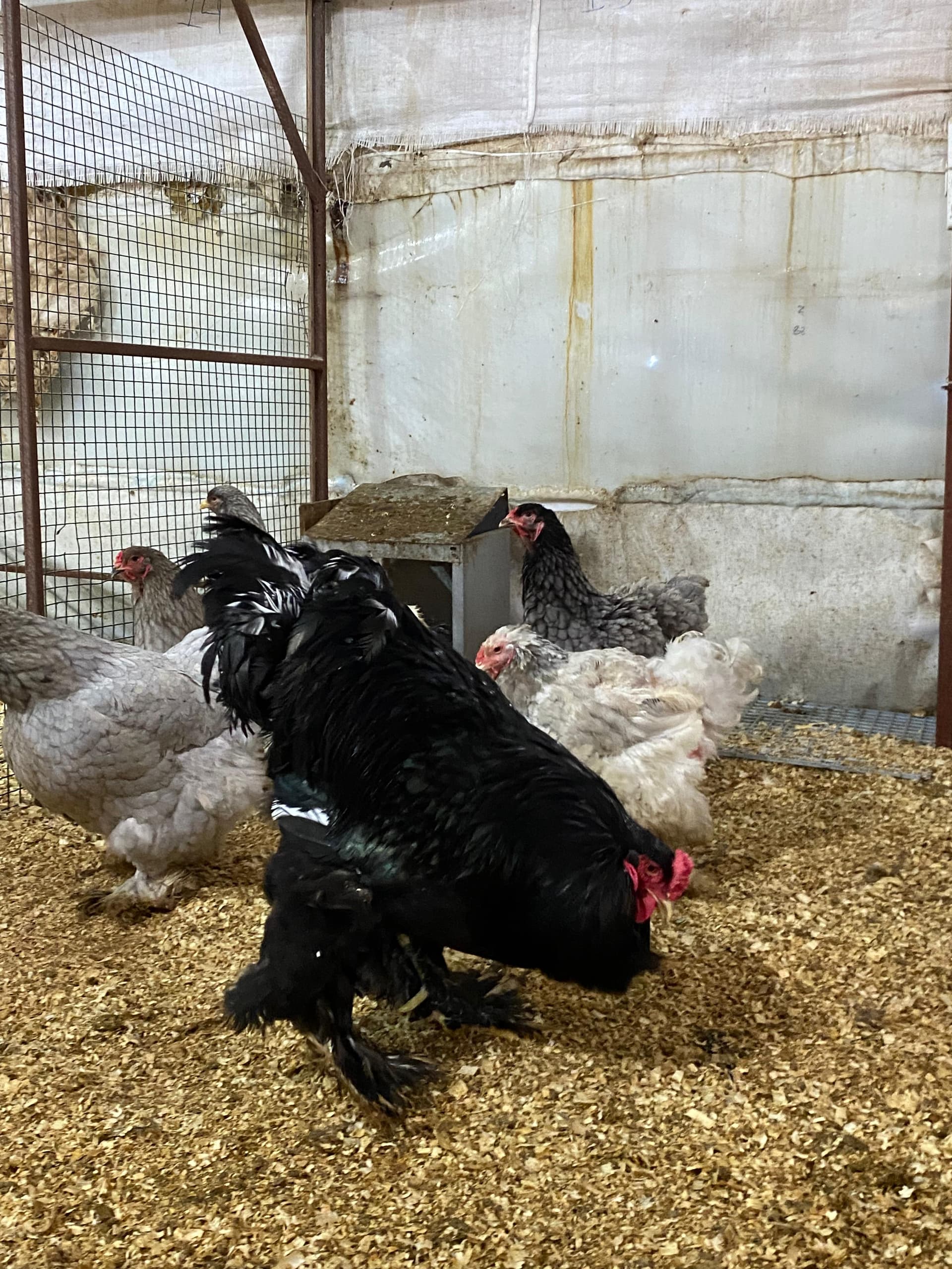 Blue Brahma Kuluçkalık Yumurta