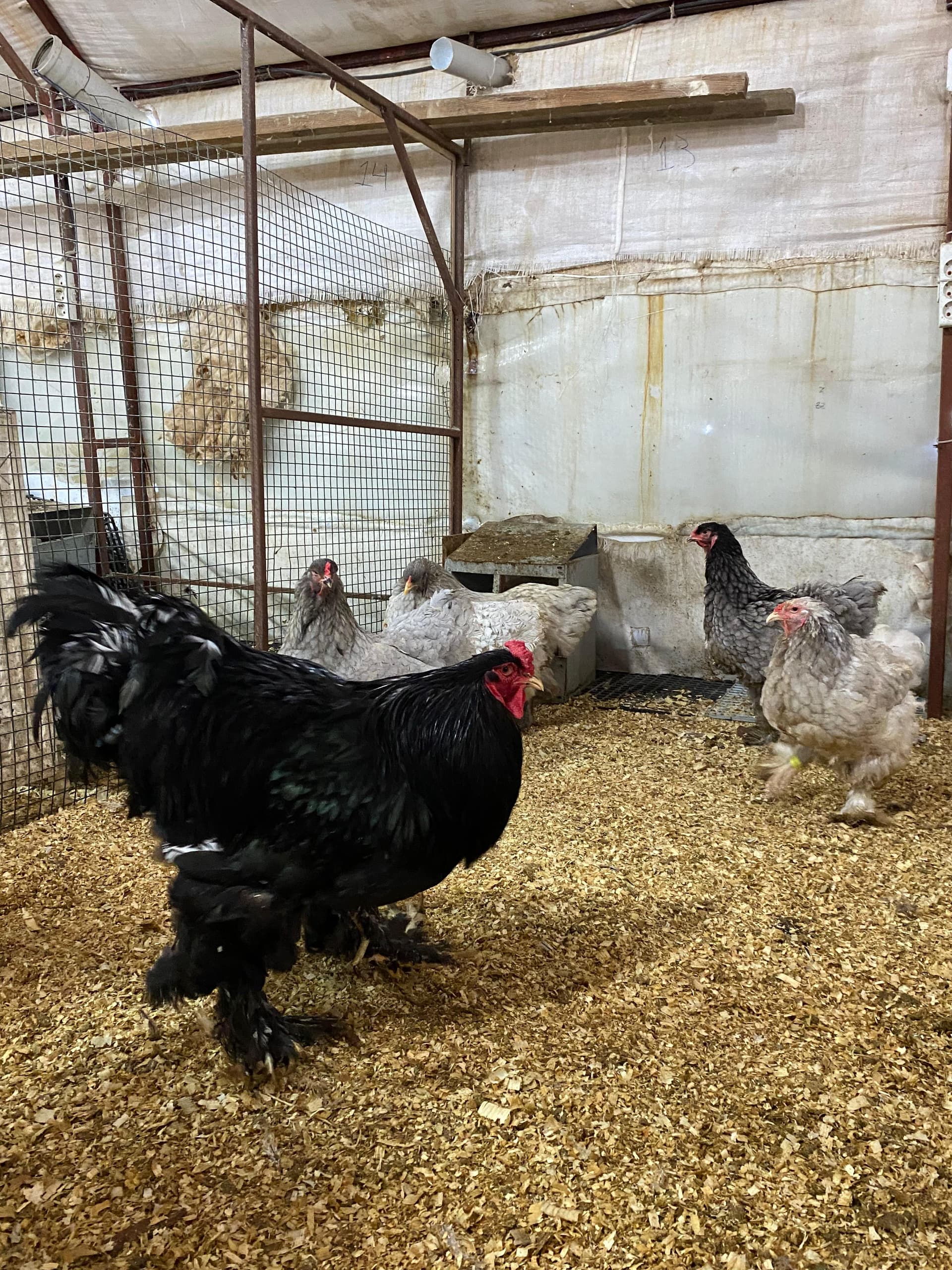 Blue Brahma Kuluçkalık Yumurta