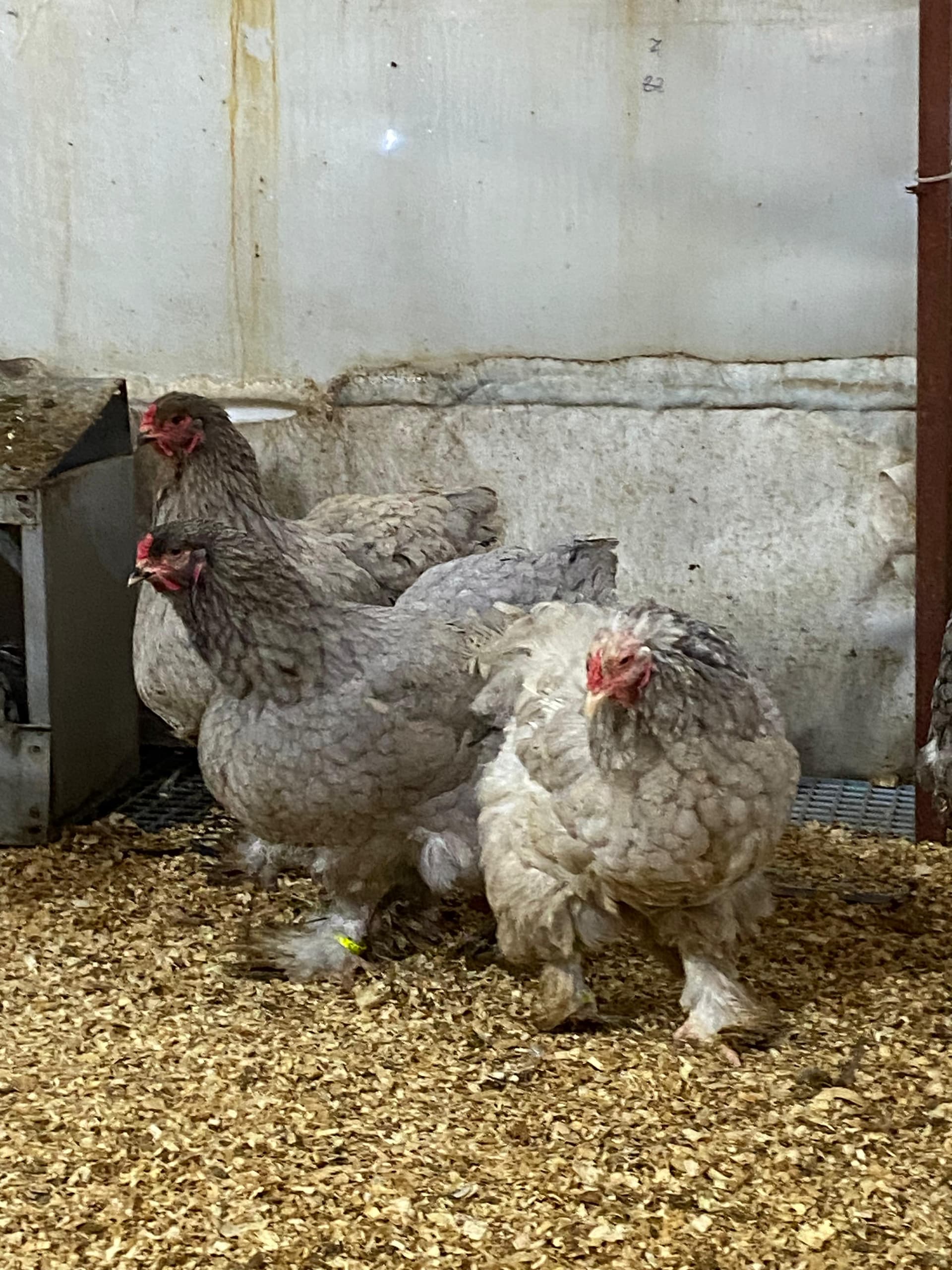 Blue Brahma Kuluçkalık Yumurta