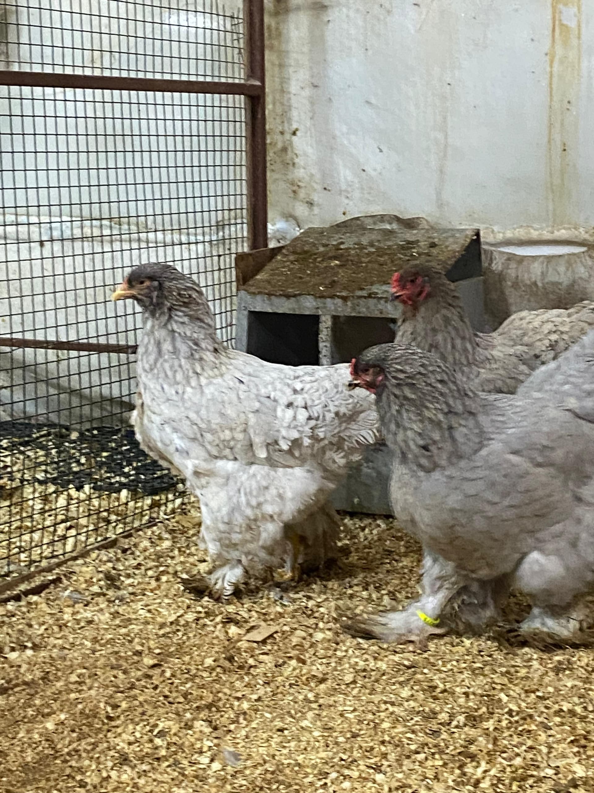 Blue Brahma Kuluçkalık Yumurta