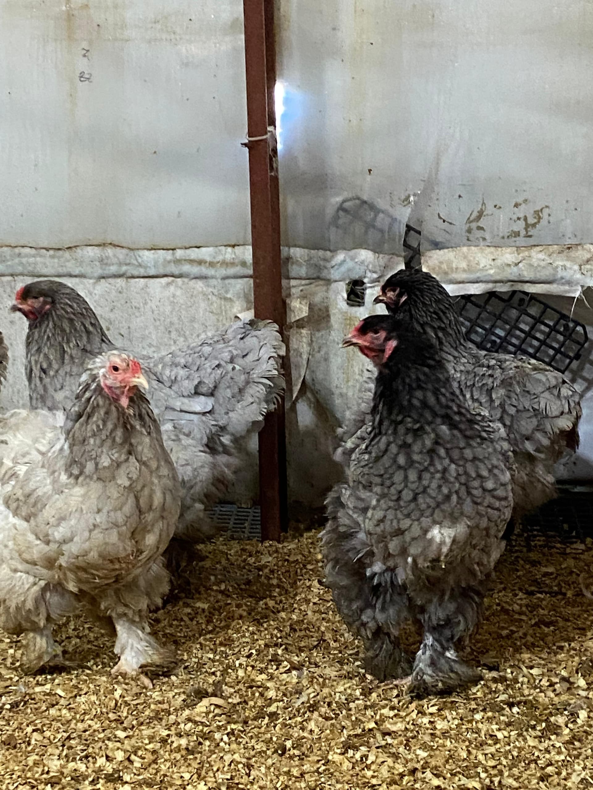 Blue Brahma Kuluçkalık Yumurta