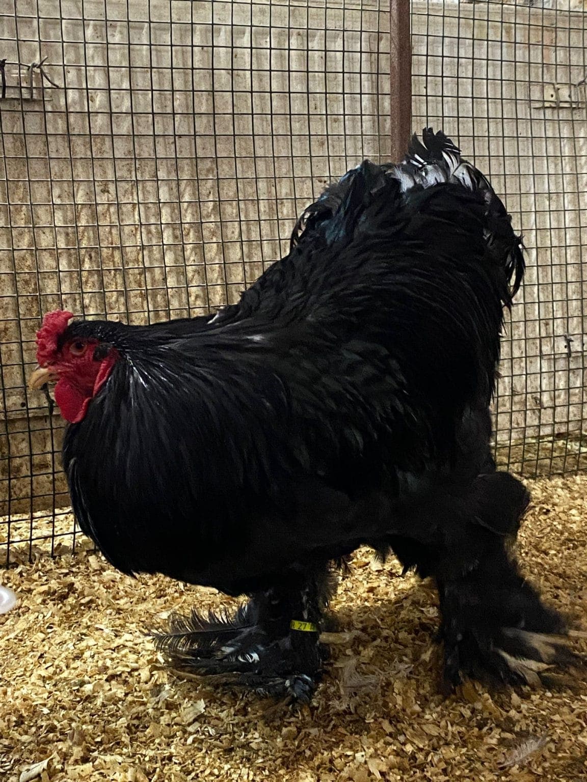 Blue Brahma Kuluçkalık Yumurta