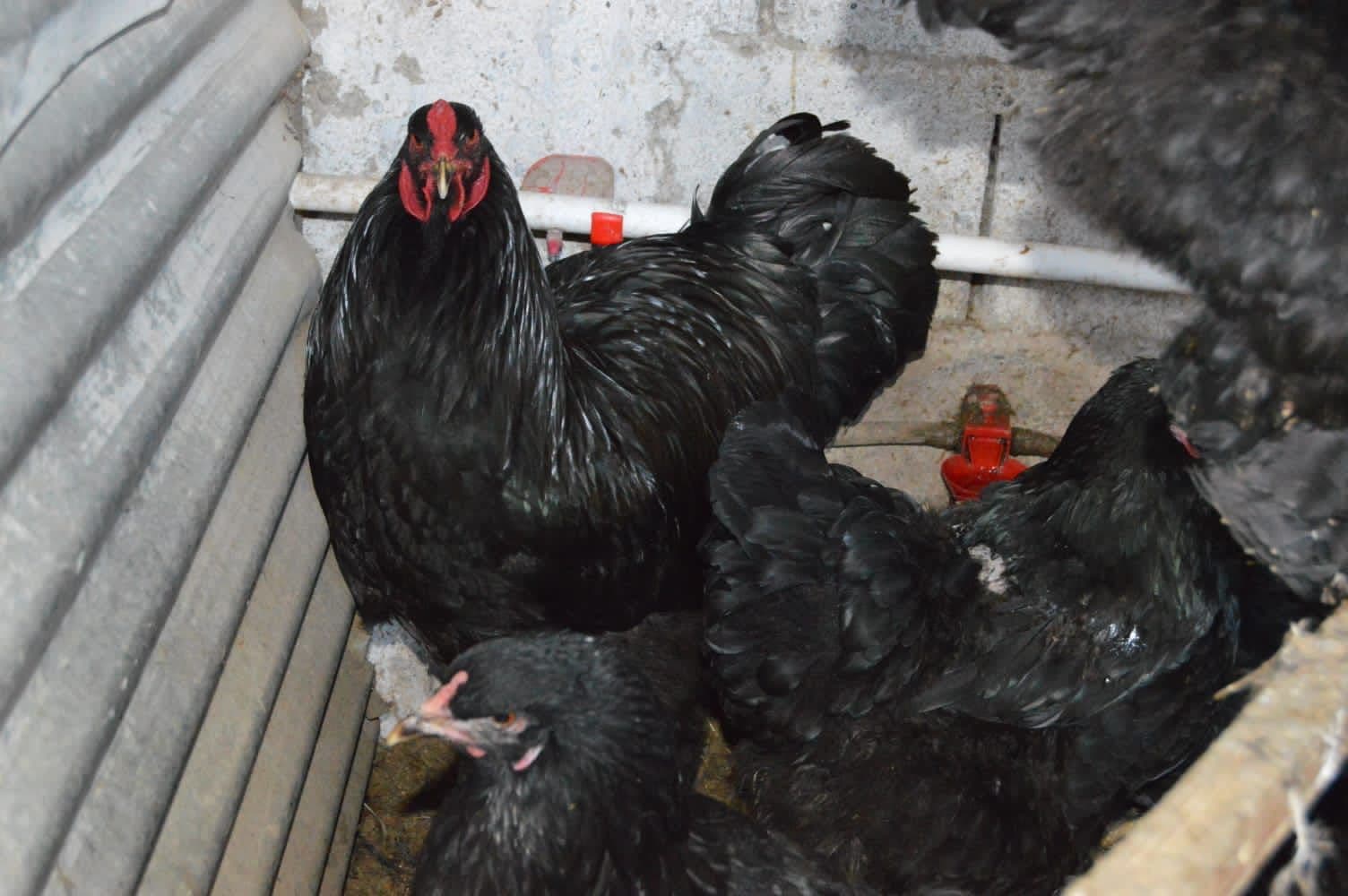 Black Brahma Tavuk Hakkında Bilgiler