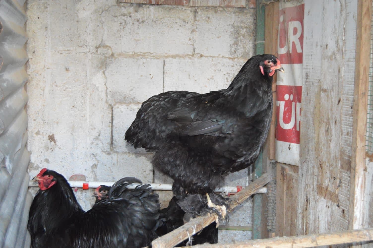 Black Brahma Kuluçkalık Yumurta