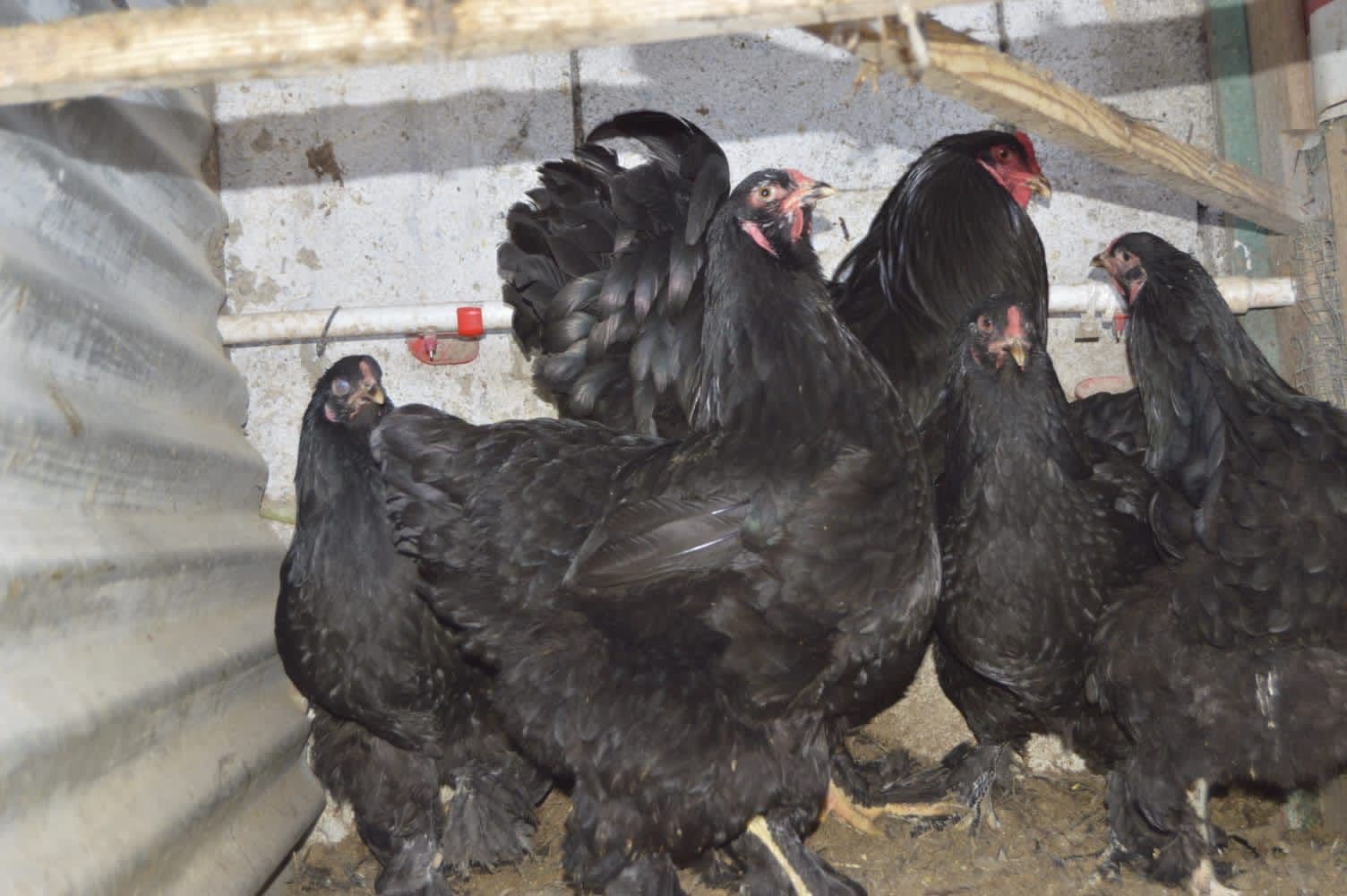 Black Brahma Kuluçkalık Yumurta