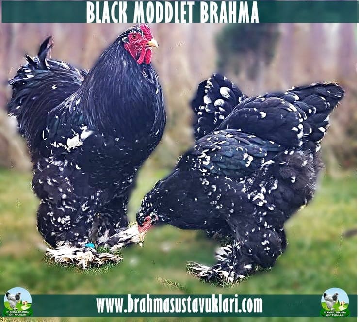 Black Mottled Brahma Tavuk Özellikleri