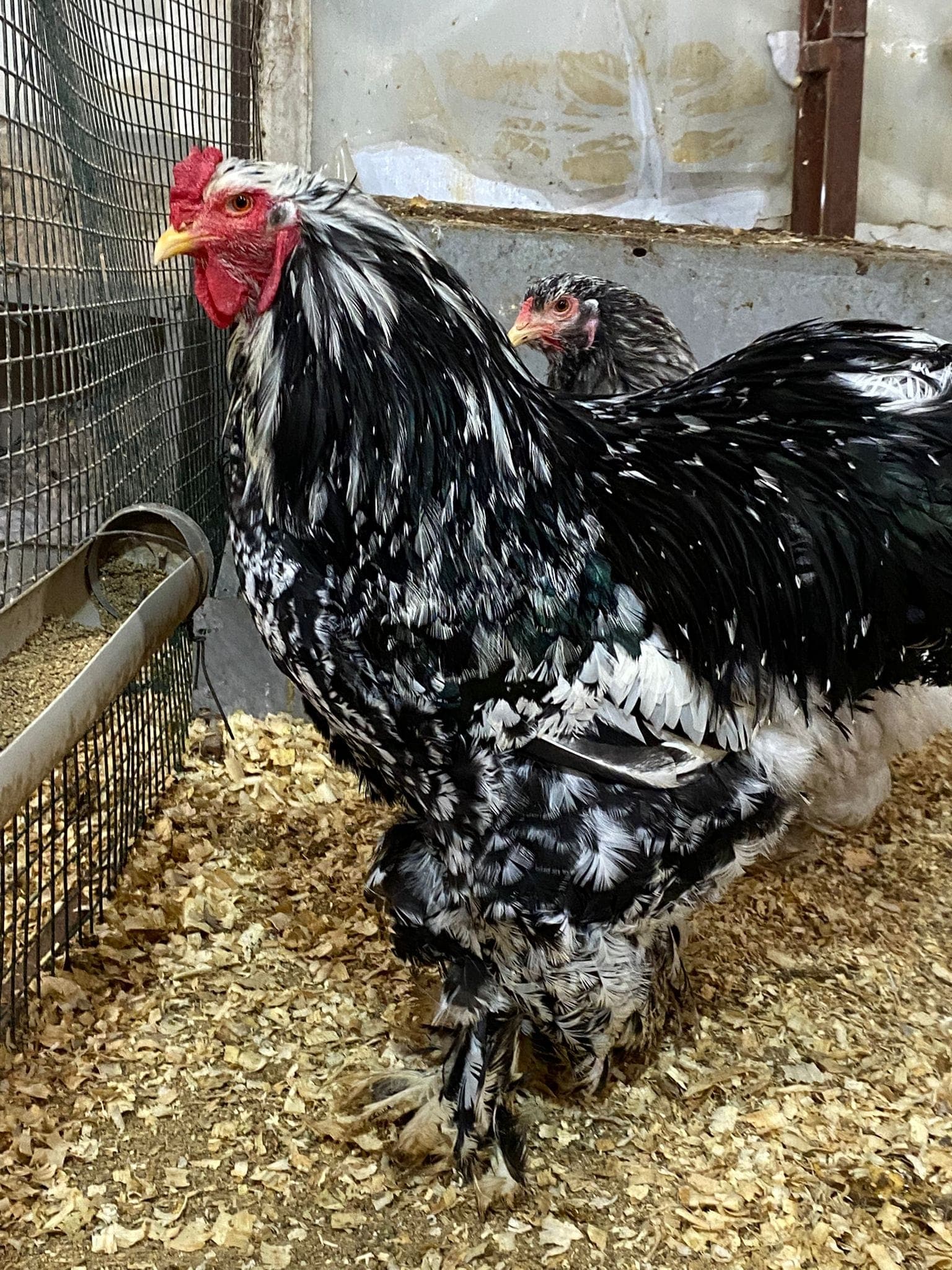 Black Moddlet Brahma Kuluçkalık Yumurta