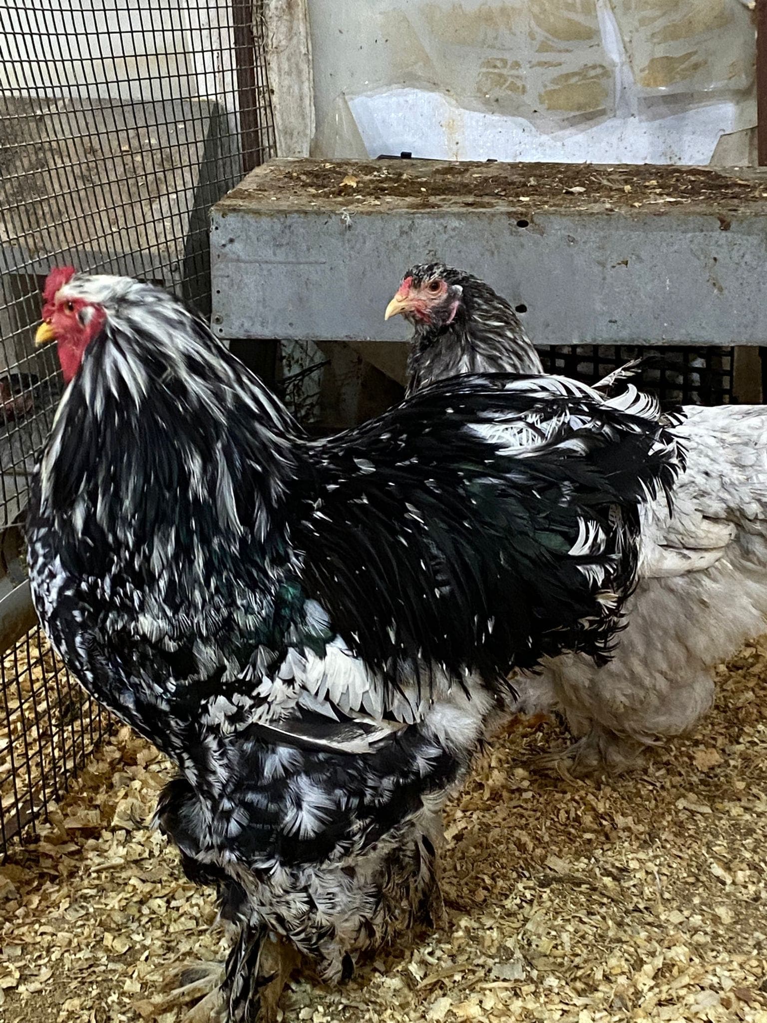 Black Moddlet Brahma Kuluçkalık Yumurta