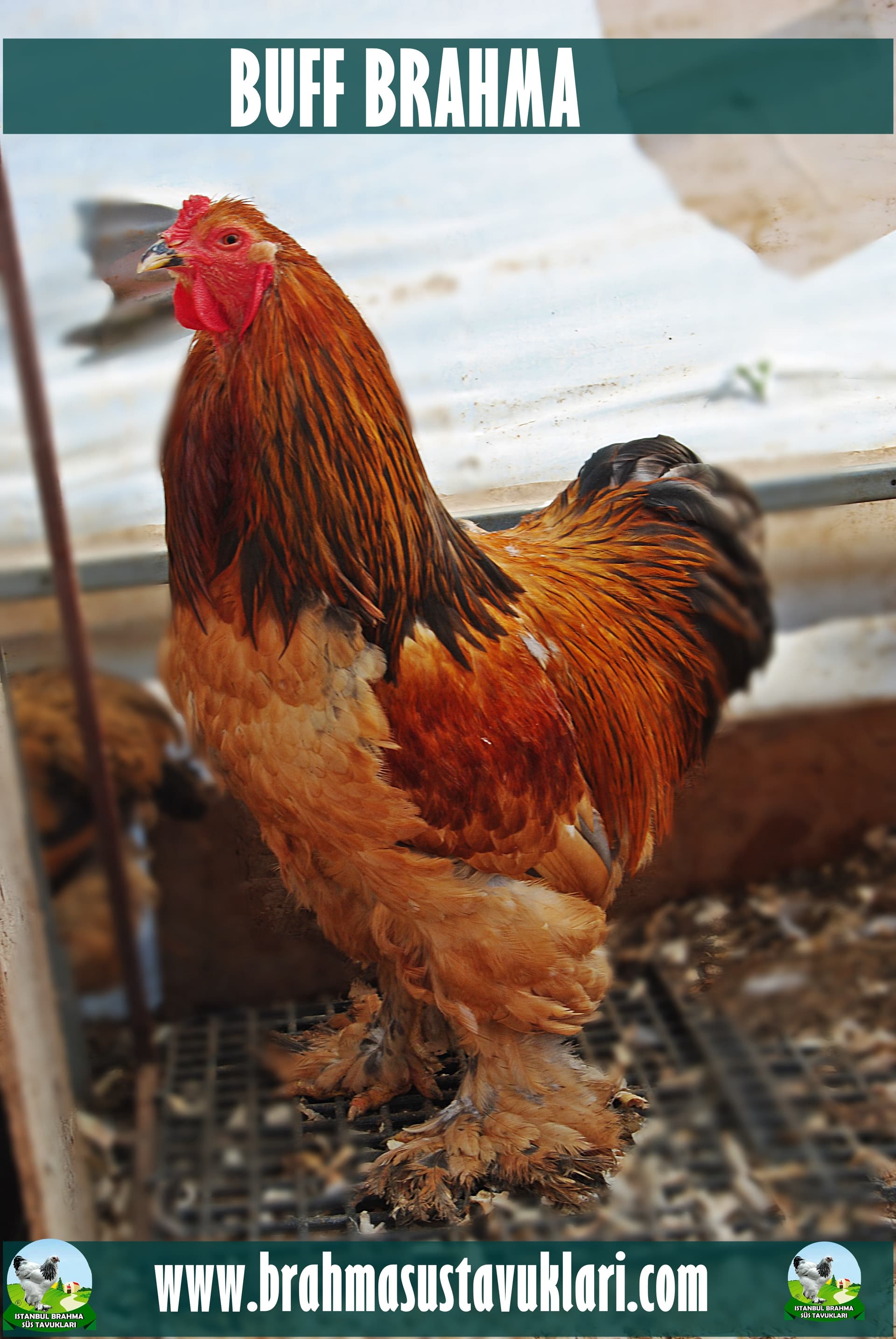 Buff Brahma Tavuk Özellikleri