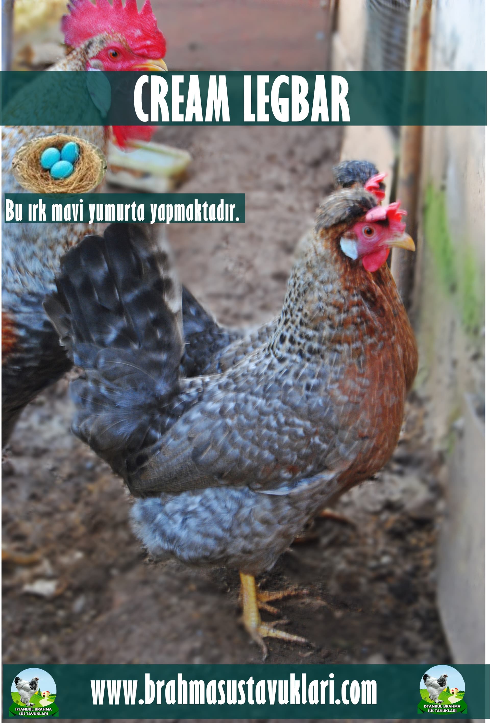 Cream Legbar Tavuk Özellikleri