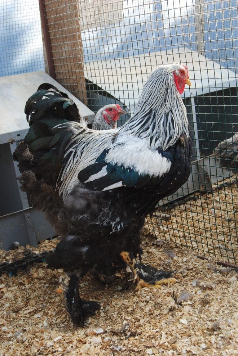 Dark Brahma Kuluçkalık Yumurta