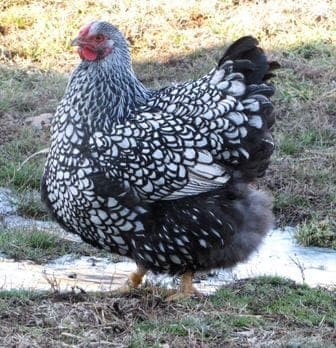 Silver Wyandotte Tavuk Özellikleri