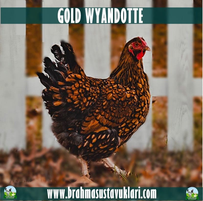 Gold Wyandotte Tavuk Özellikleri