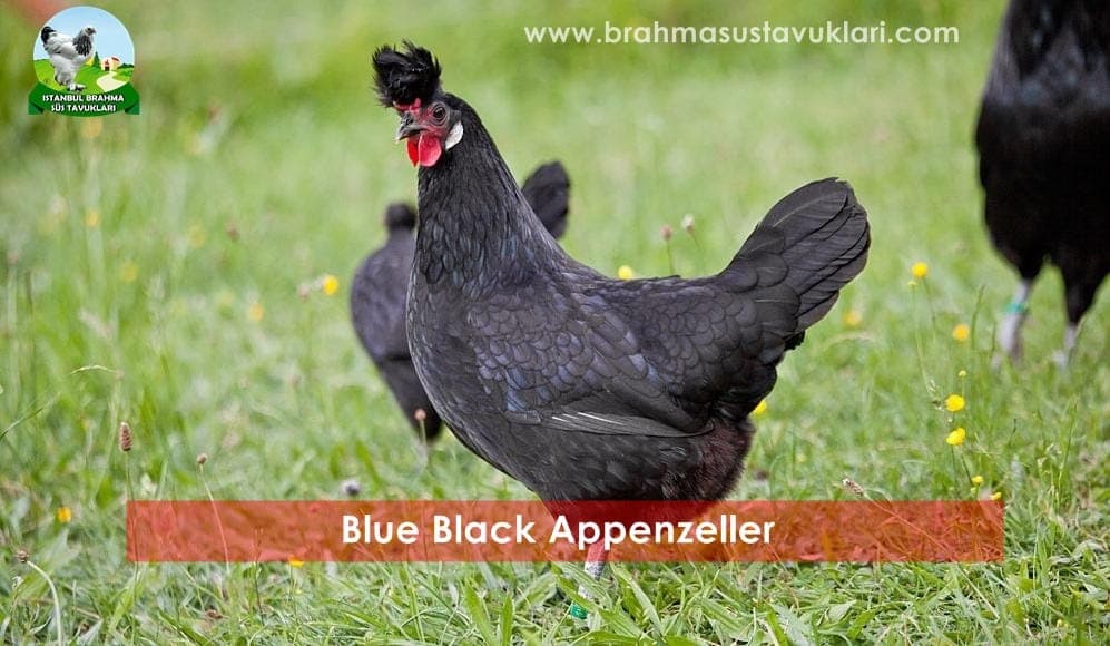 Blue Black Appenzeller Tavuk Özellikleri