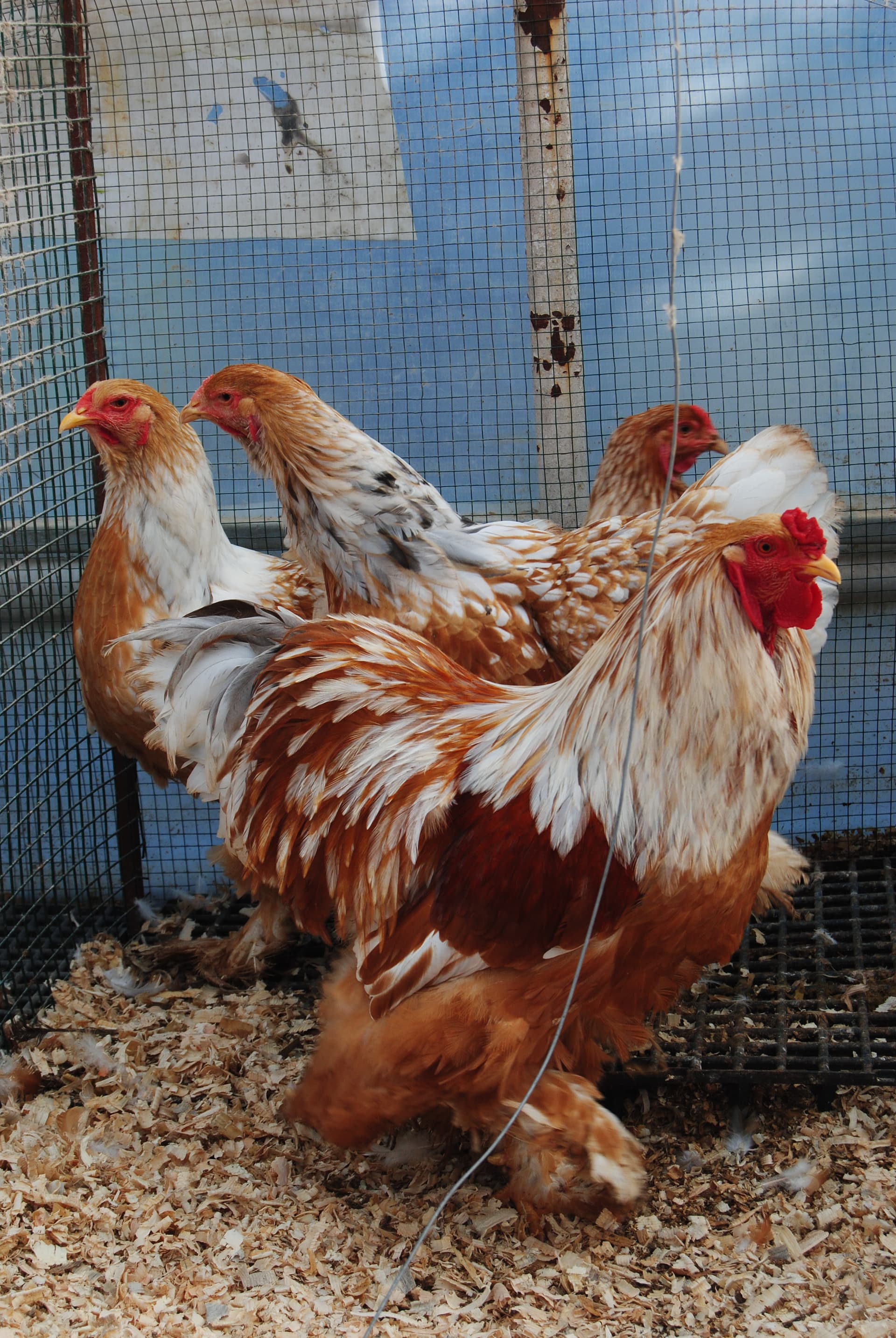 Lemon Pyle Brahma Kuluçkalık Yumurta