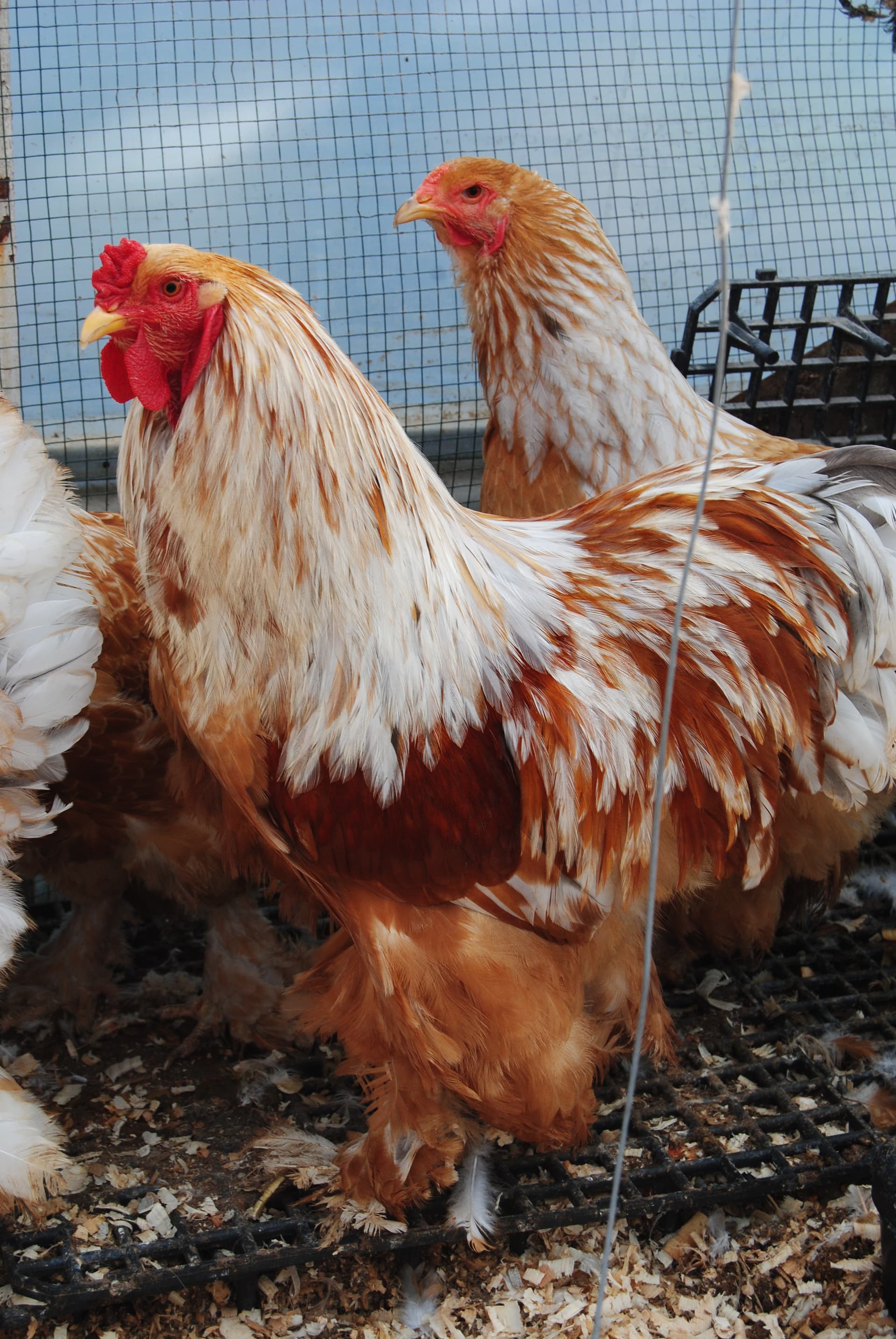Lemon Pyle Brahma Tavukları Özellikleri