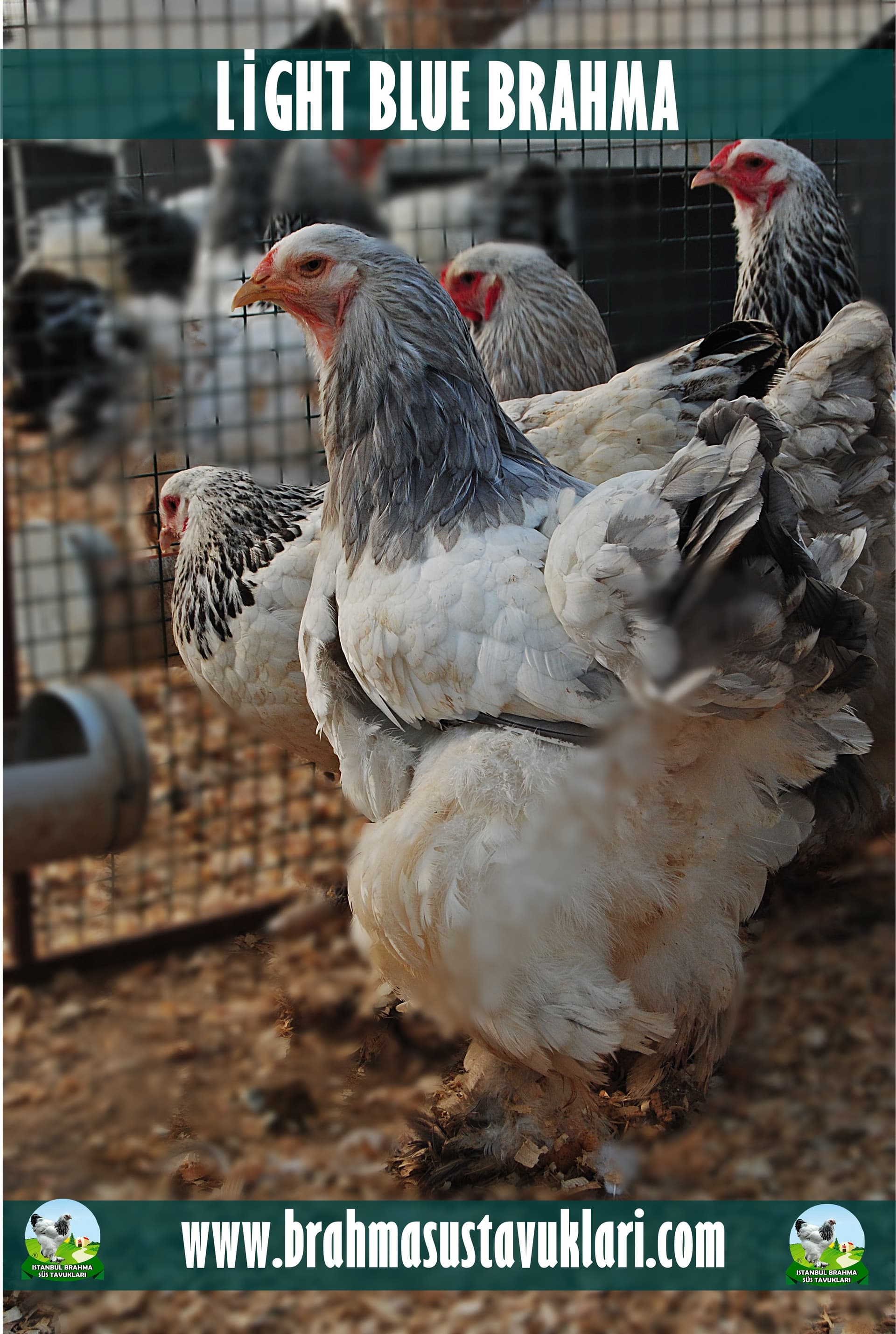 Light Blue Brahma Tavukları Özellikleri