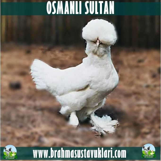 Osmanlı Sultan Kuluçkalık Yumurta