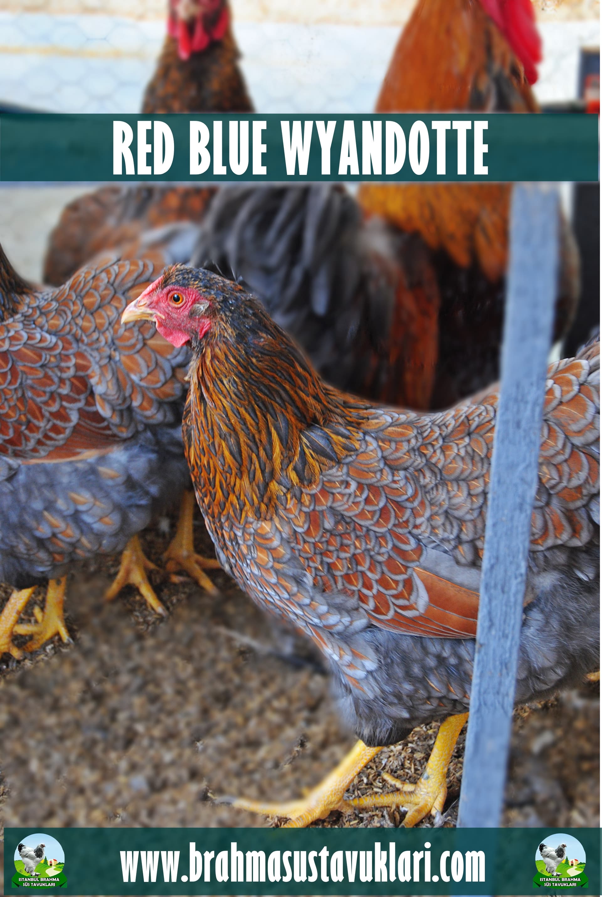 Red Blue Wyandotte Tavuk Özellikleri