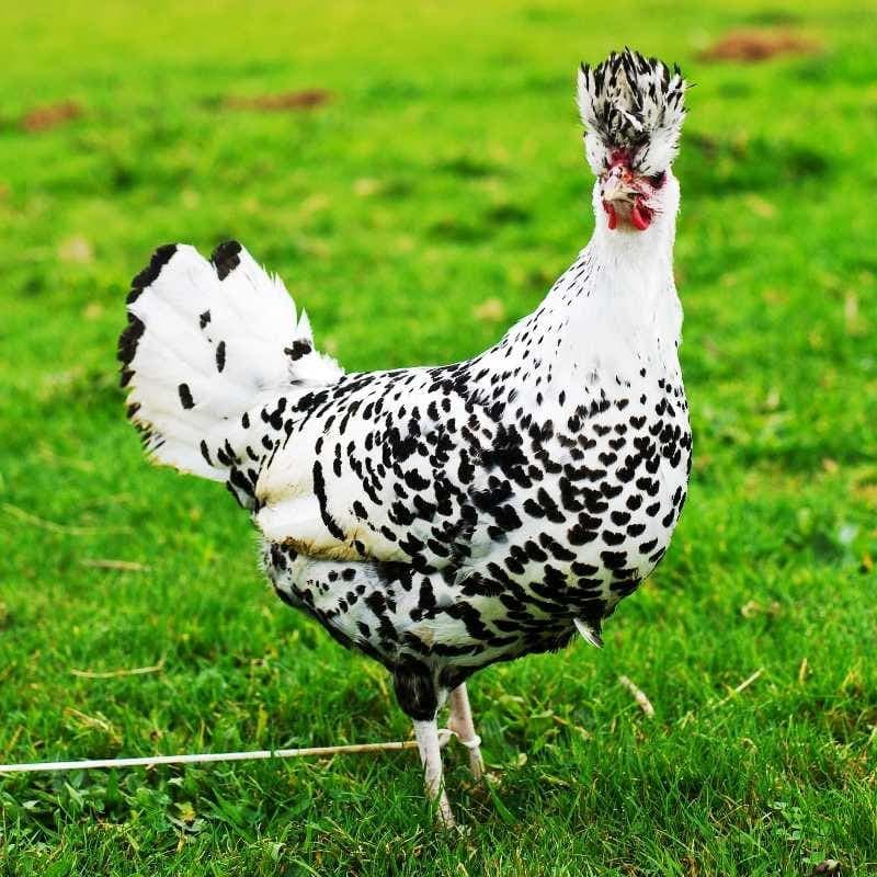 Silver Appenzeller Tavuk Özellikleri