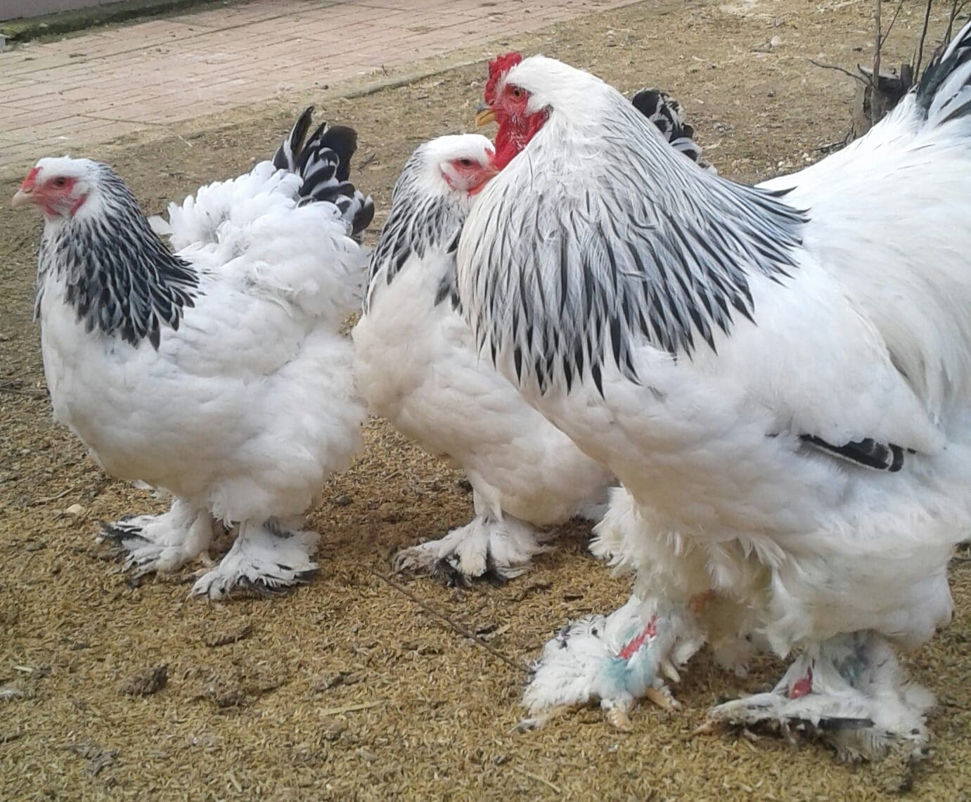 Brahma Tavuk Fiyatları