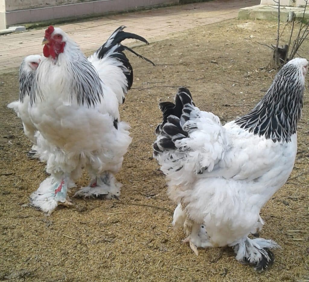 Brahma Tavuk Çeşitleri