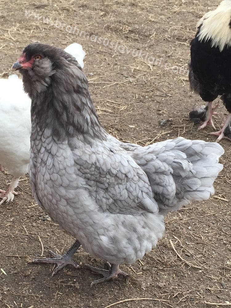 Blue Ameraucana Tavuk Özellikleri