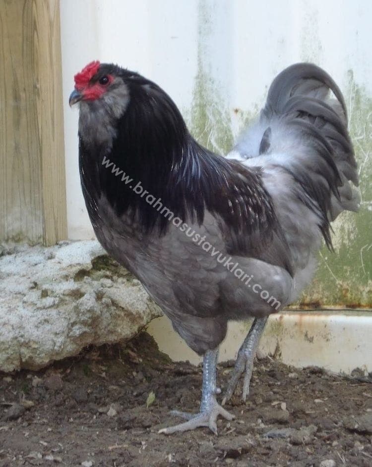 Tavuklar Kaç Yıl Yaşar Tavukların Yaşam Süresi