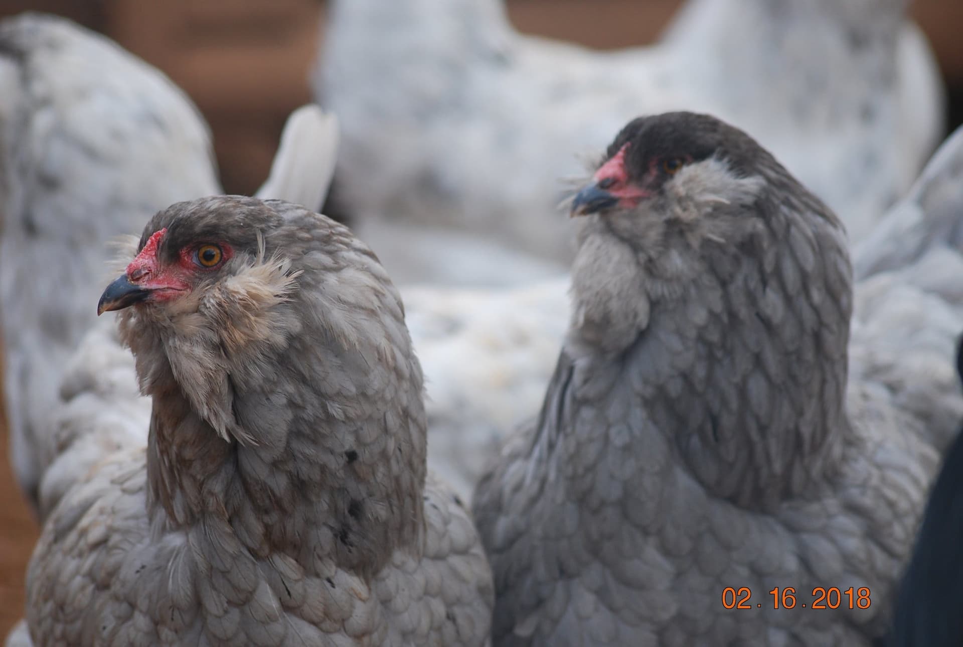 Ameraucana Mavici Tavuk Fiyatları