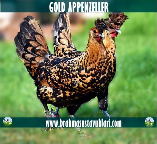 Gold Appenzeller Tavuk Özellikleri