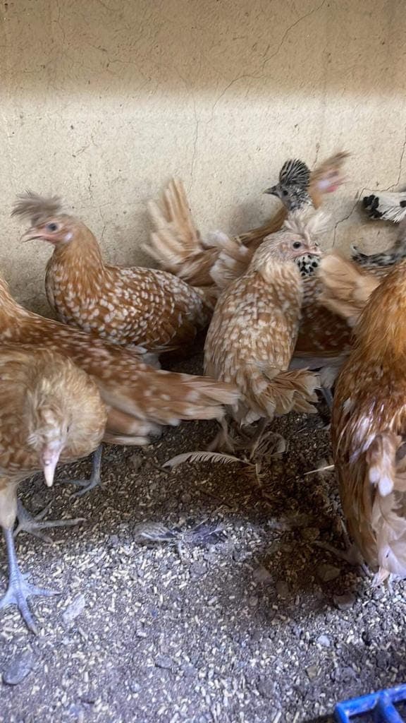 Portakal Appenzeller Kuluçkalık Yumurta
