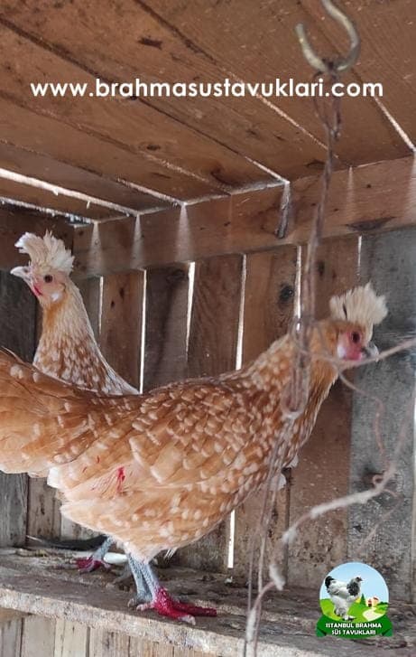 Portakal Appenzeller Kuluçkalık Yumurta