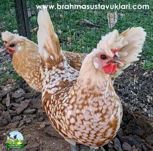Portakal Appenzeller Kuluçkalık Yumurta