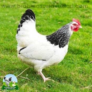 Sussex Tavuk Özellikleri Nelerdir?
