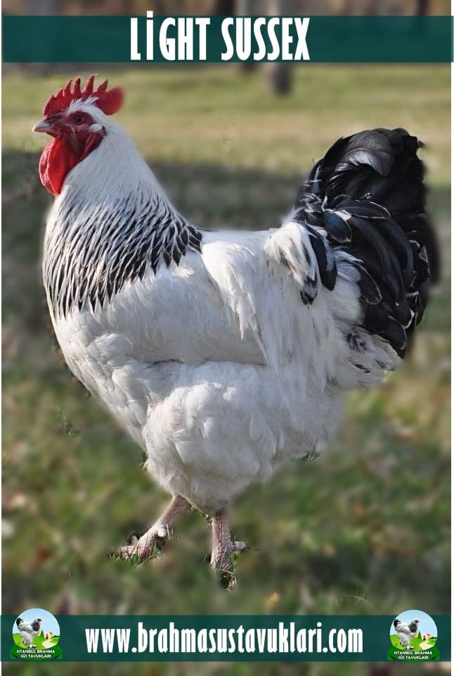 Light Susex Kuluçkalık Yumurta