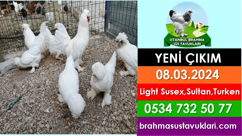 Yeni Çıkım 08.03.2024 – Susex,Sultan,Türken,Australop