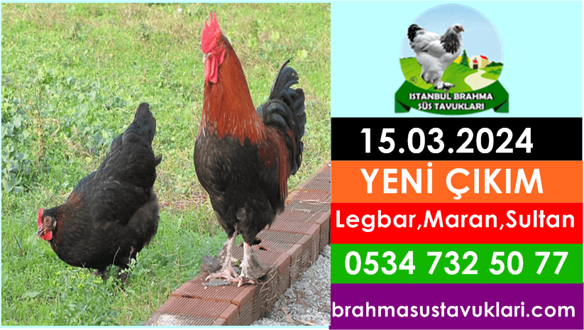 Yeni Çıkım 15.03.2024 – Cream Legbar, Sultan, Maran Couper