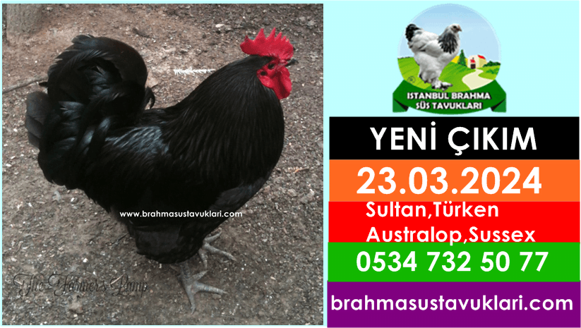 Yeni Çıkım 23.03.2024 – Sultan - Türken - Australop - Sussex