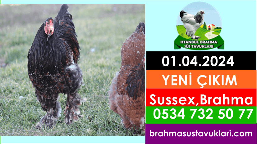 Yeni Çıkım 01.04.2024 - Blue Brahma,Porselen Brahma,Sussex