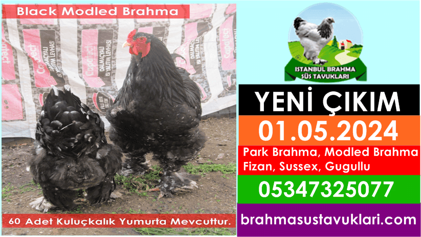 Yeni Çıkım 01.05.2024 – Park Brahma, Modled, Wyandotte