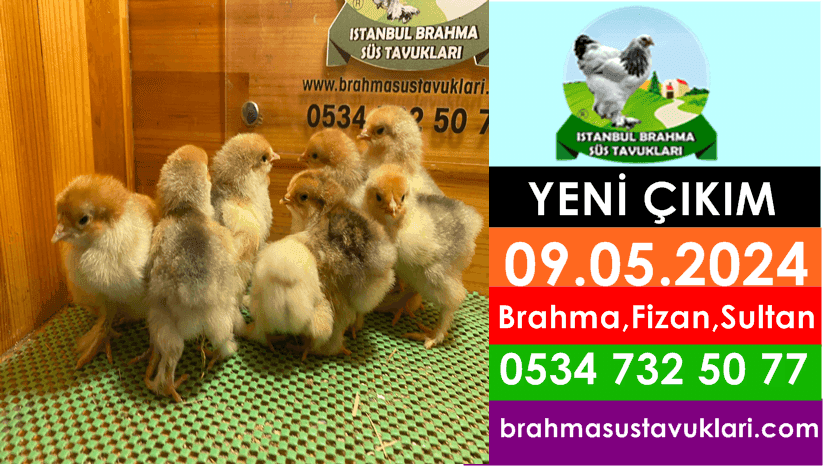 Yeni Çıkım 09.05.2024 - Brahma, Fizan,Sultan,Appenzeller